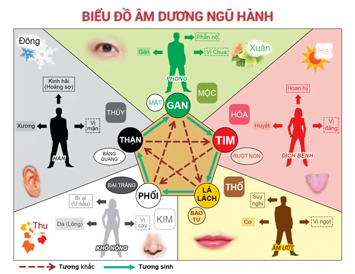 biểu đồ âm dương ngũ hành